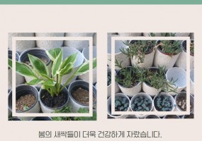 햇살골목 초록터의 봄맞이