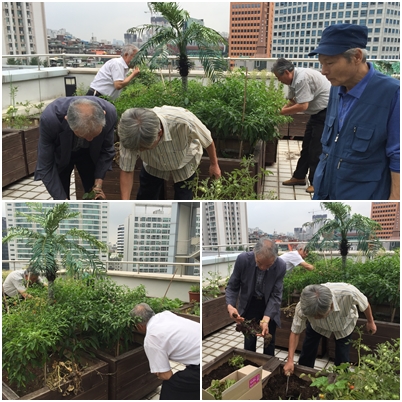 7인7색무지개밥상 텃밭활동